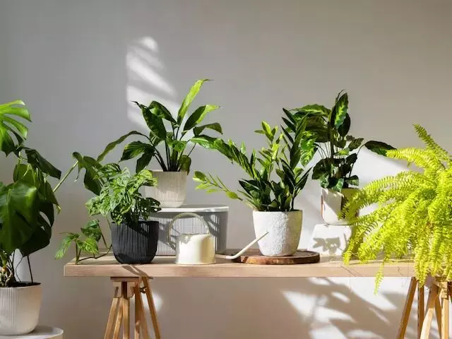 घर में लगाए ये लकी प्लांट हो जाएंगे मालामाल! जानें किस दिशा में लगाएं घर में लगाए ये लकी प्लांट हो जाएंगे मालामाल! जानें किस दिशा में लगाएं