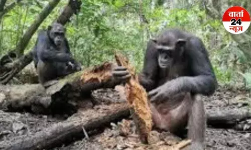 चिम्पांजियों का ग्रुप बना एक दूसरे के जान का प्यासा, सगे भाइयों में छिड़ी जंग! पढ़ें दिलचस्प खबर